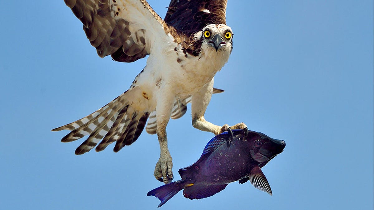 osprey with fish in its talons