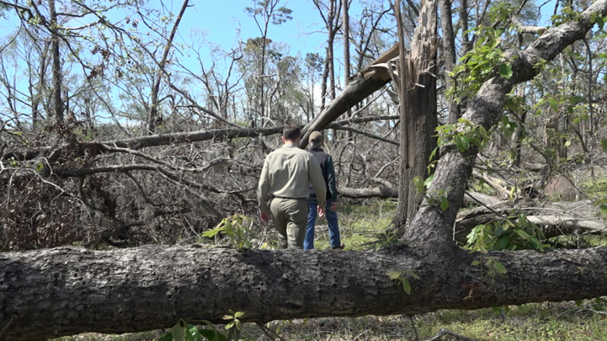 Timber farmer Glenn Earnest tours a Georgia forester through his 230 acres of damaged crop.