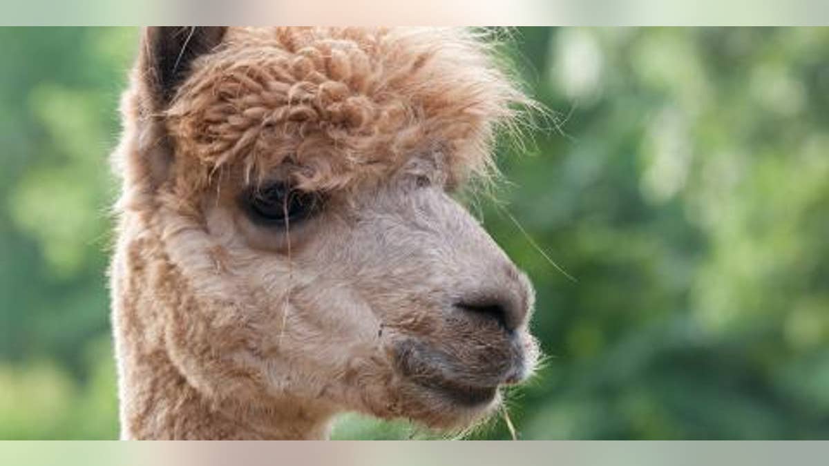 Louisiana woman says she allegedly shot pet llama in self-defense: report | Fox News Louisiana woman says she allegedly shot pet llama in self-defense: report | Fox News