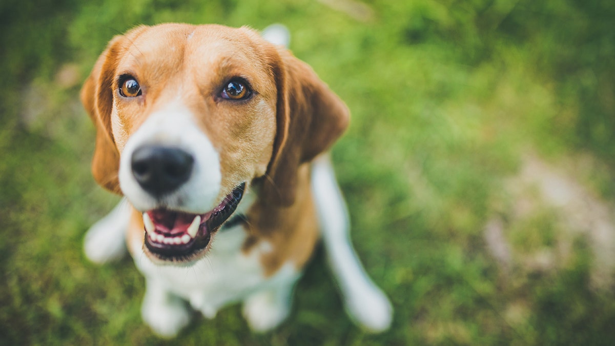 A new study presented on Monday has found that beagles can be trained to detect lung cancer from human blood samples with 97 percent accuracy. (Stock image)