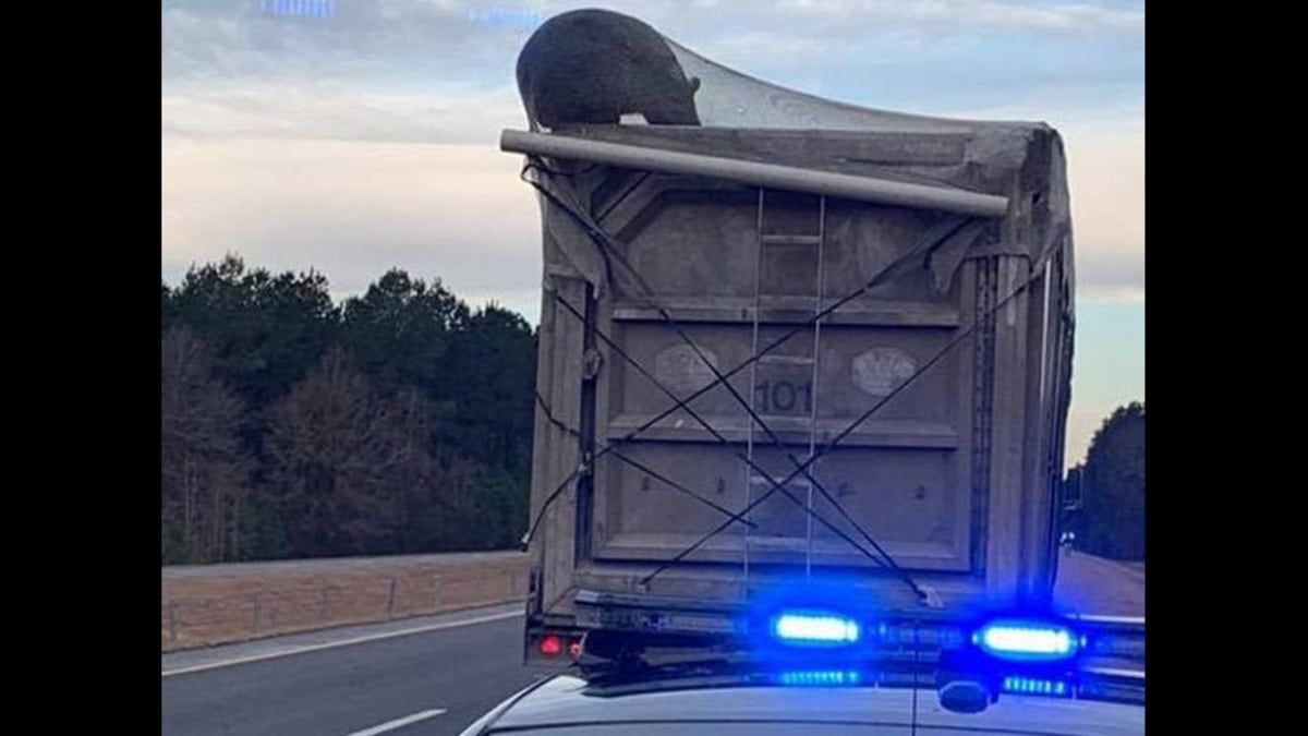 A bear was spotted trapped on a truck Wednesday in Windsor, N.C.