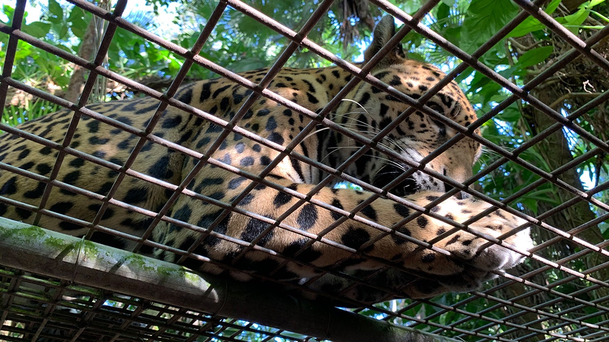 If you’ve ever wanted to be licked by a jaguar, cuddle a croc or feed a tapir, Belize’s national animal, or a toucan, its national bird, the Belize Zoo is where you go.<br>