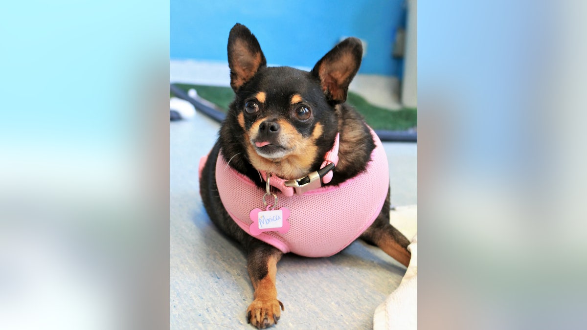 "She is a much happier dog and is leading such a happy life now," said Bertha's new owner.