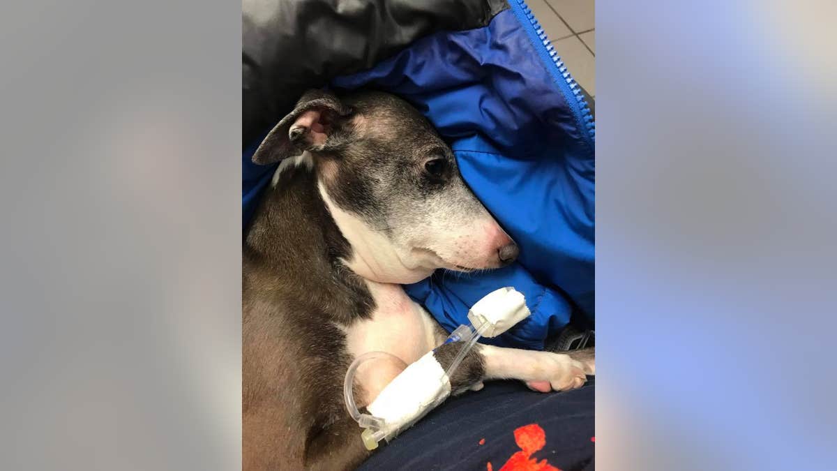 Morris said Olive, an Italian greyhound, was only four years old.
