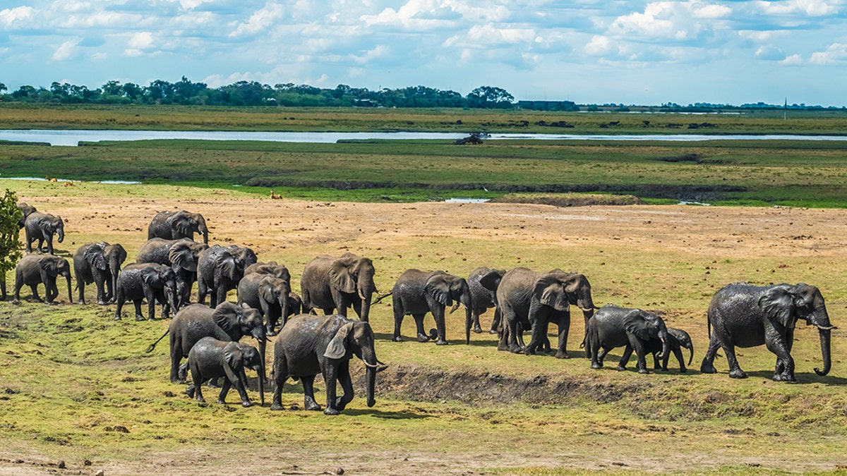 Large elephant herd taking a bath in the Chove river, Chobe Riverfront, Serondela, Chobe National Park, Botswana.