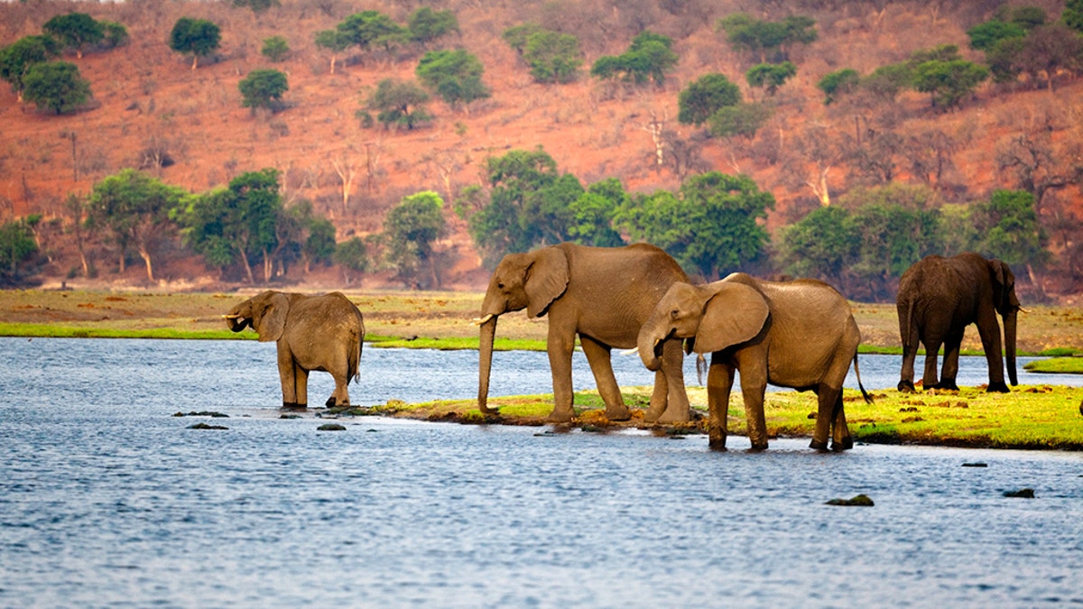 Part of a herd of elephant arriving to drink from the Chobe river.