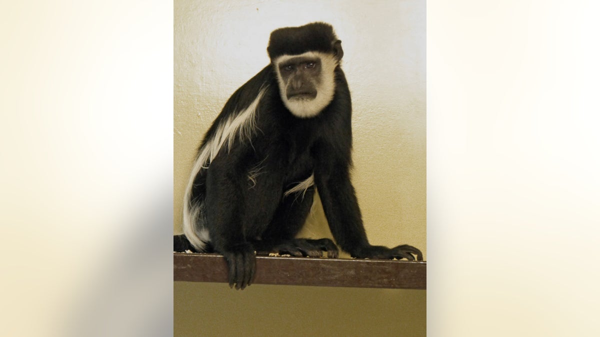 The six-year-old primate is a favorite among staff at Drusillas Park but his adoption plaque remains empty. (Credit: SWNS)