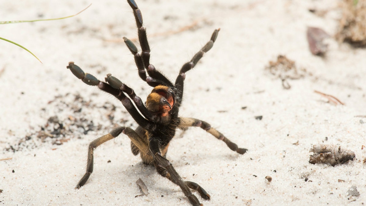 Terrifying new species of spider 'like a tarantula' discovered that can  live for decades - Mirror Online