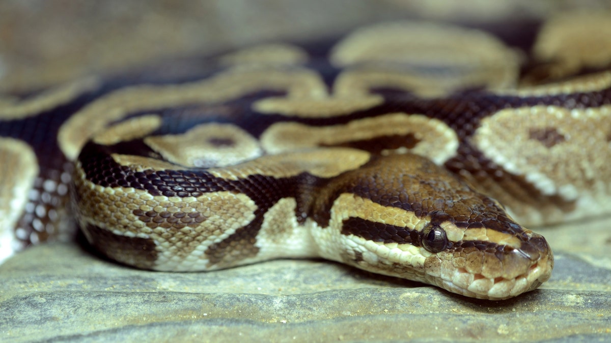 A python (not pictured) was found in a woman's shoe while she was unpacking her luggage after a vacation.
