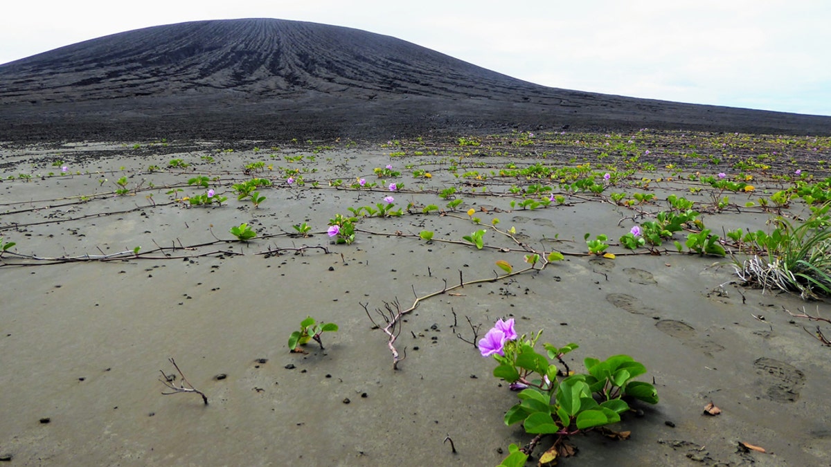 Vegetation taking root on the flat isthmus of Hunga Tonga-Hunga Ha’apai. The volcanic cone is in the background. (Credit: Dan Slayback)