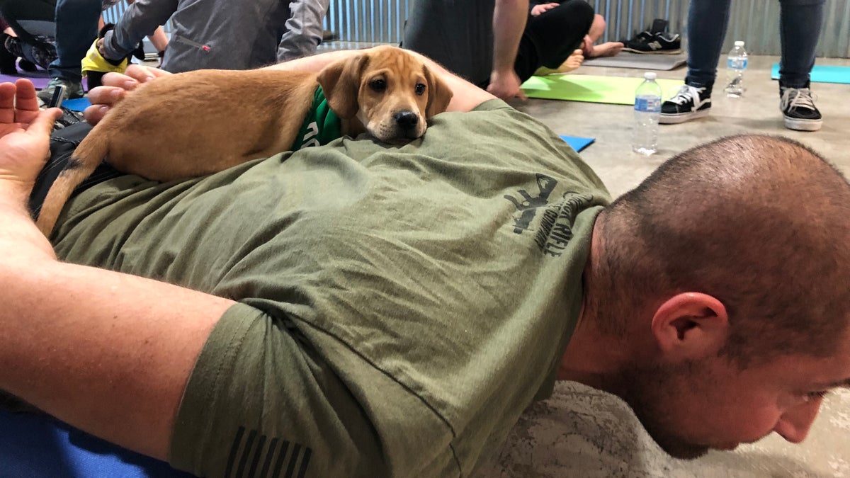An adoptable puppy lays on a participant's back during the class. (ROB DIRIENZO / FOX NEWS)