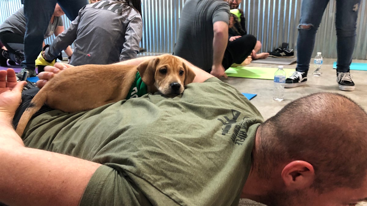 An adoptable puppy lays on a participant's back during the class. (ROB DIRIENZO / FOX NEWS)