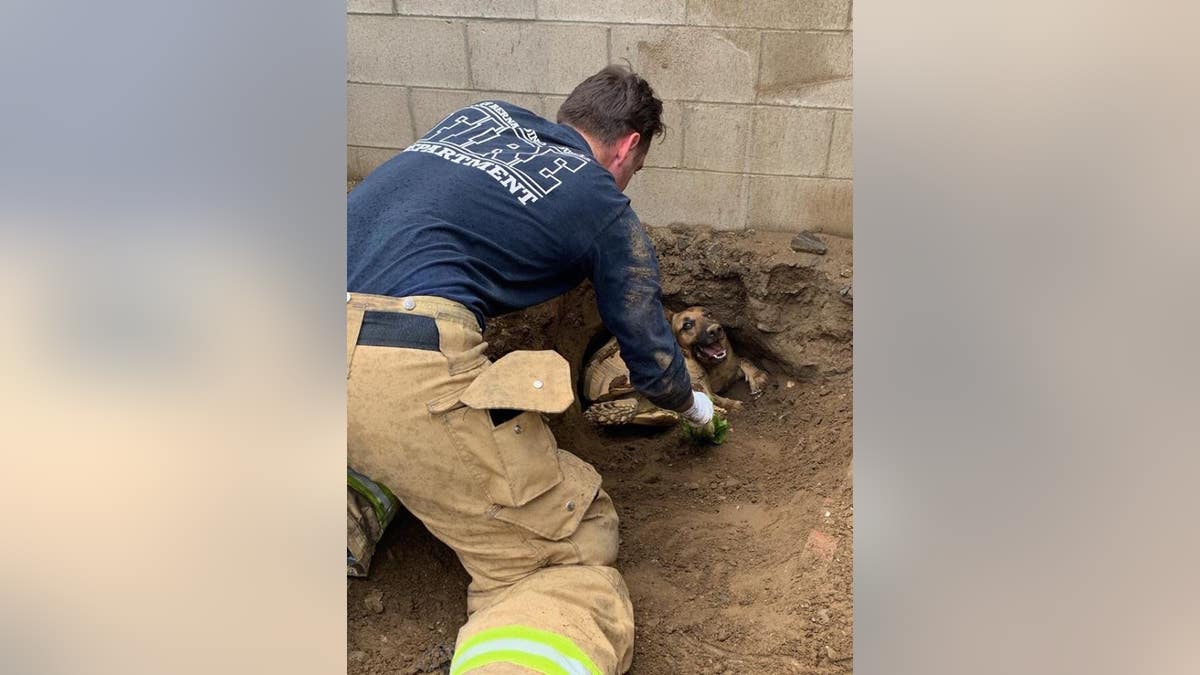 California firefighters on Wednesday came to the rescue of a 70-pound tortoise named Godzilla and a dog named Taylor who got trapped in a tunnel, officials said.