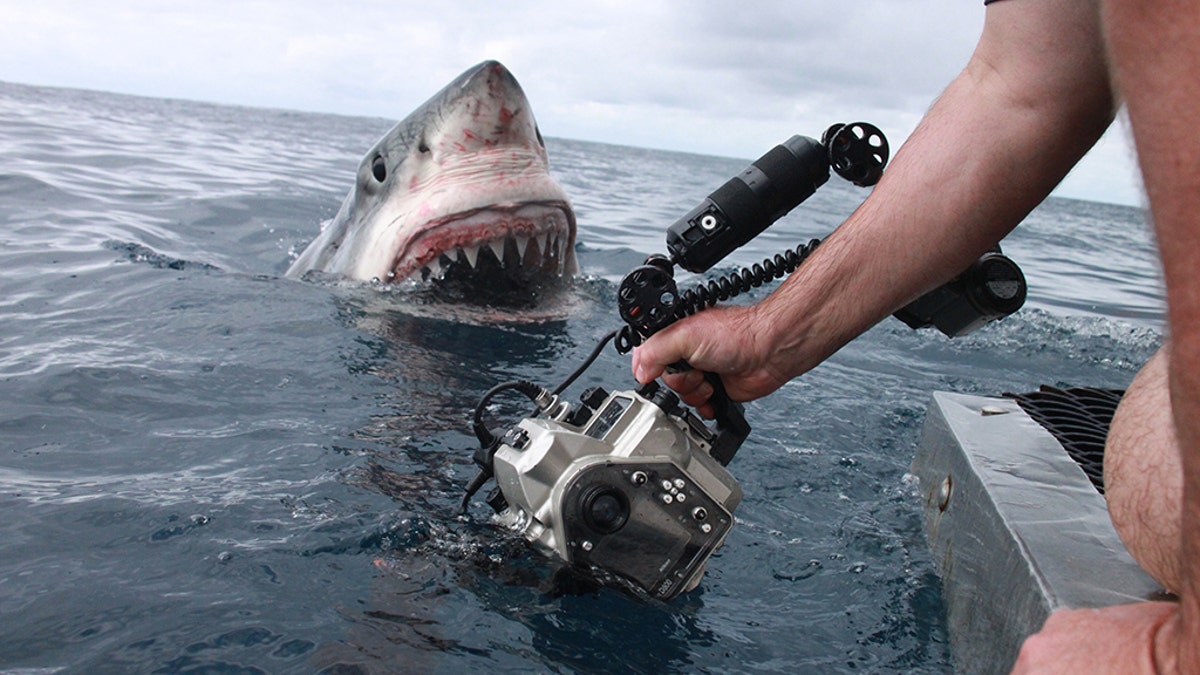Real life Jaws? Photographer captures terrifying great white