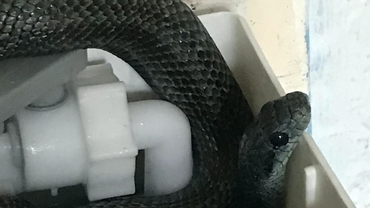 Snake fished out of toilet, claimed by owners miles away