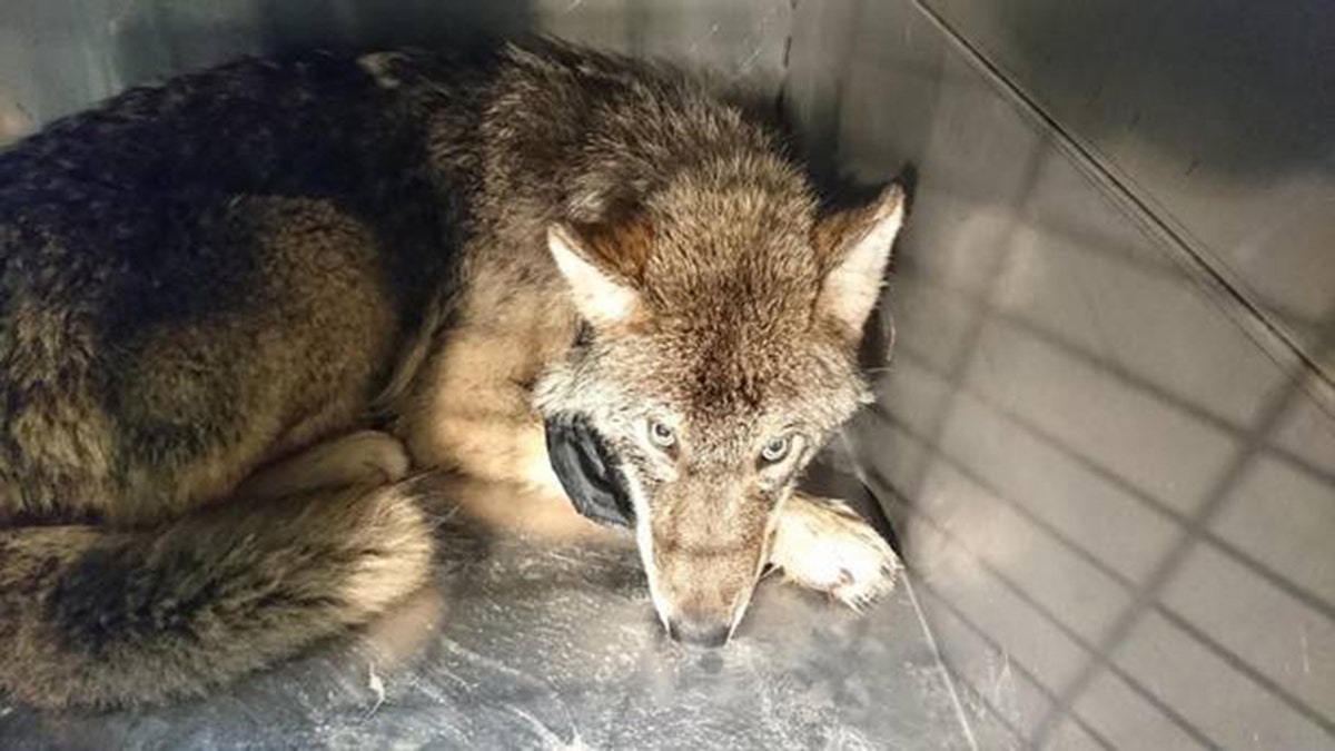 After making the discovery, the veterinarians decided to put the wolf in a cage, at the risk of the animal becoming more aggressive once its blood pressure picked back up