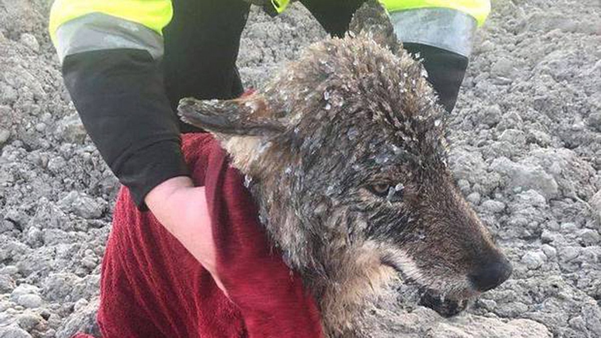 Dam workers in Estonia rescued what they thought was a dog stuck in icy waters on Wednesday, but it turned out to be a very friendly wolf