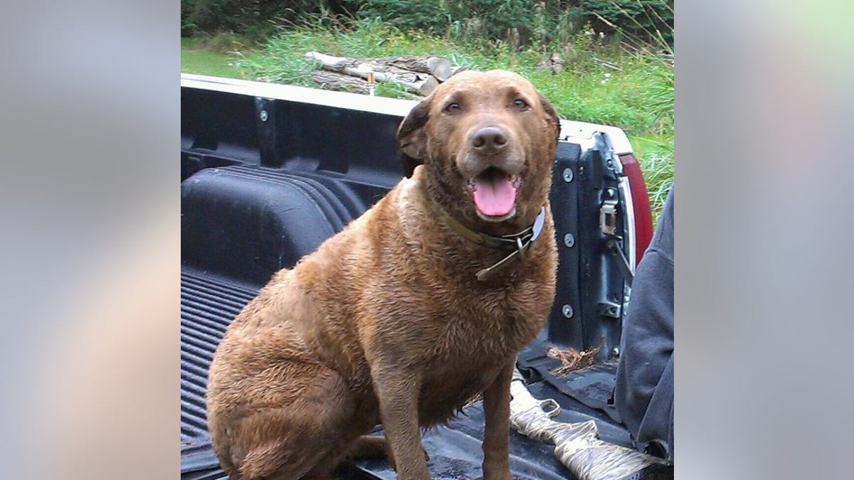 Harmon said Zoey was "a great dog."