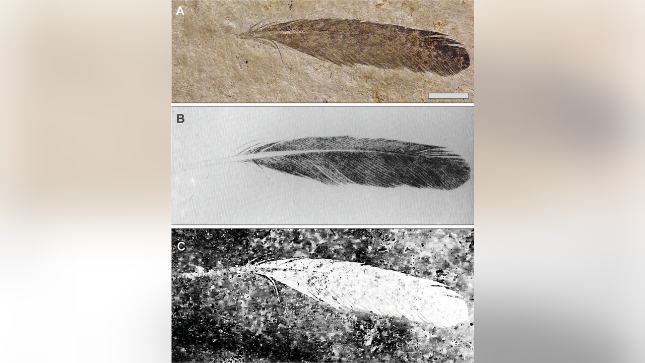 First dinosaur feather ever discovered reveals mysterious secrets 