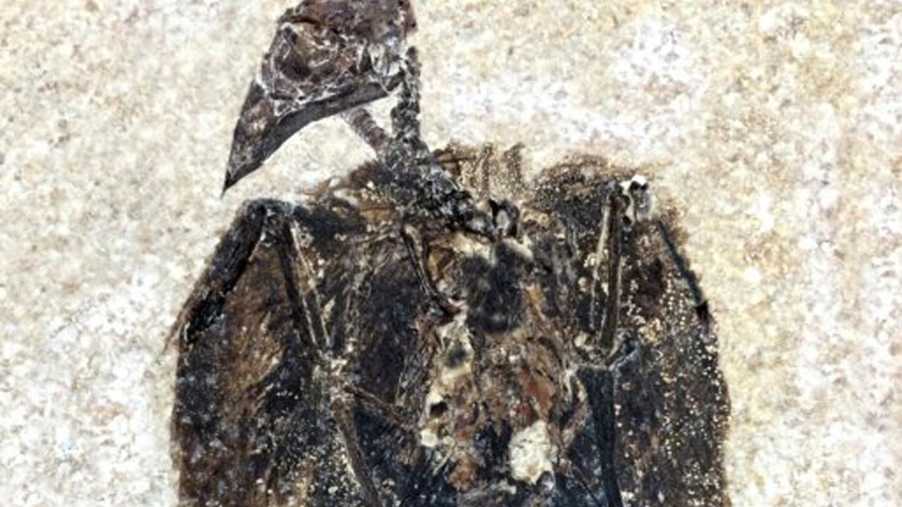 fossil-bird.jpg?ve=1&tl=1