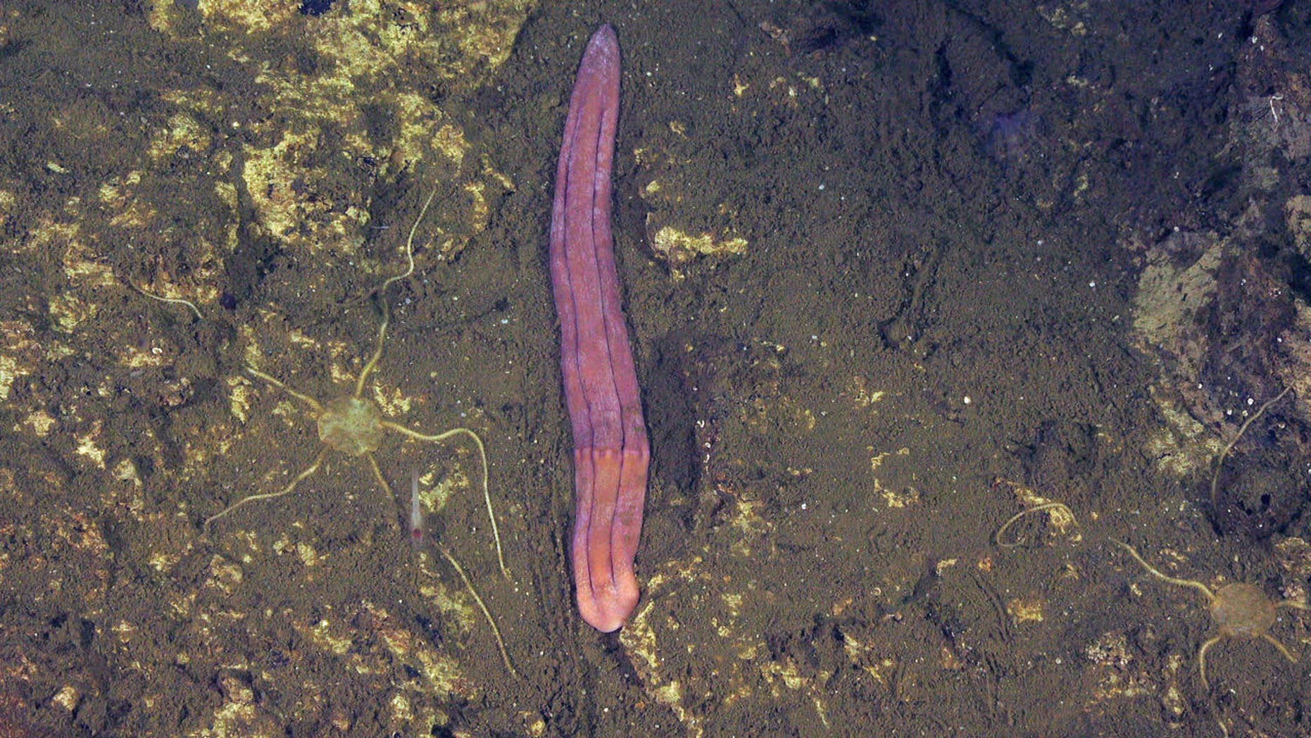 New sea creatures discovered in Costa Rica 'amaze' scientists 4326afdb-FK190106-CostaRica-Xenoturbella-ROVSuBastian