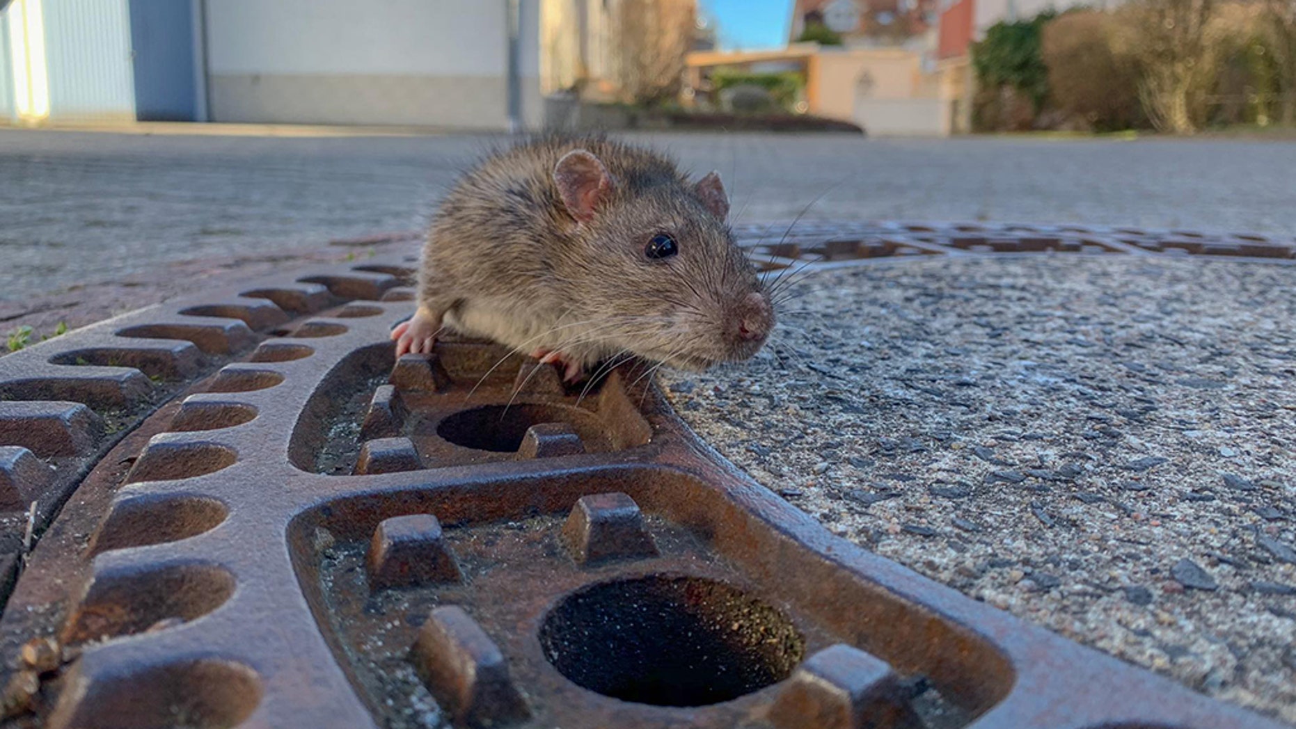 Rat Saved In Rescue Effort Rat-2-Berufstierrettung-Rhein-Neckar