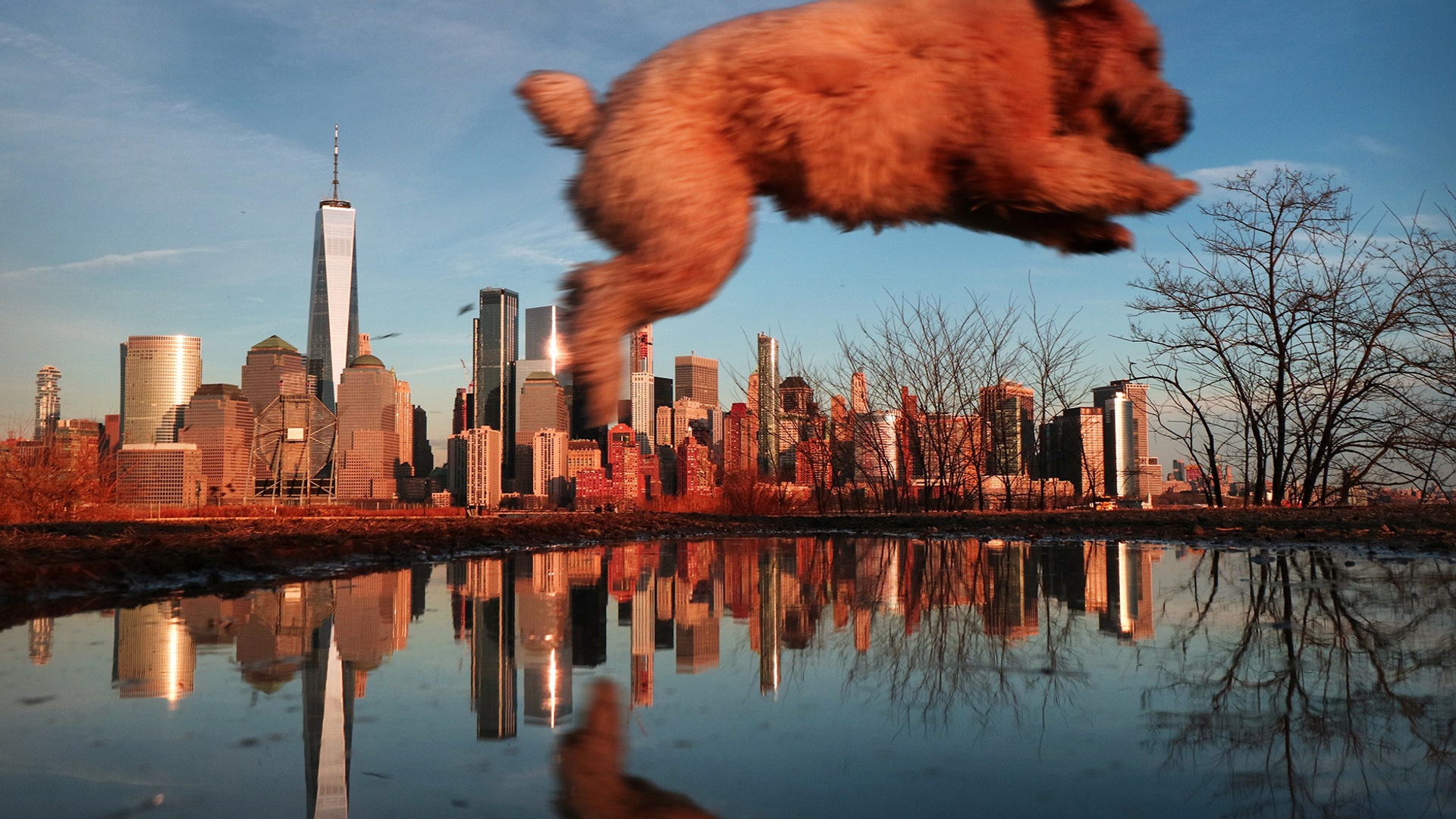A dog jumps over a puddle in front of the skyline of lower Manhattan at sunset in New York City, Feb. 14, 2019