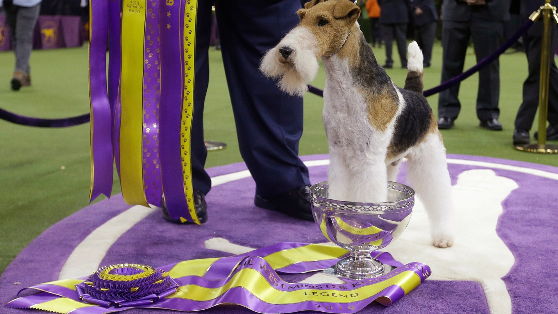 King, a wire fox terrier, poses after winning Best in Show at the 143rd Westminster Kennel Club Dog Show in New York City, Feb. 12, 2019. 