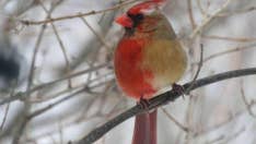 Rare multicolored cardinal spotted in central Texas