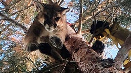 Firefighters save cougar from tree in stunning rescue