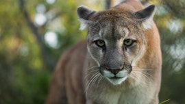 Mountain lion bites Colorado boy, 8, on head, injuries 'serious,' wildlife officials say