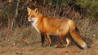 Police seeking group of men who tortured foxes, set them on fire