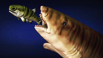 Ancient shark's ‘scissor jaws’ recreated by researchers unravel major mysteries of 'weird' creature