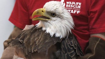 Bald eagle euthanized after being shot, poisoned with lead, wildlife officials say