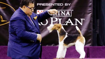 Westminster Kennel Club Dog Show names wire fox terrier as Best in Show