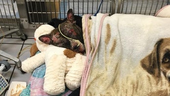 Virginia shelter says dog set on fire, suspect sought