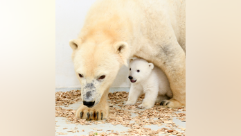 Berlin's polar bear cub growing fast, public debut soon