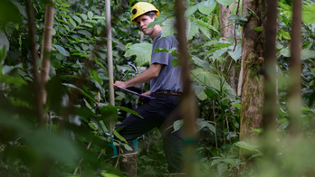 Hurricanes create natural climate change labs in Puerto Rico