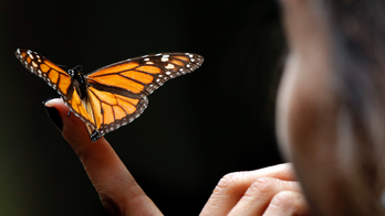 Locals find monarch colony in Mexico after yearslong search