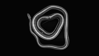 Stunning X-rays give rare glimpse of London Zoo's 18,000 animals