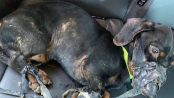 Dog found duct-taped, freezing in ditch after being tossed from car; suspect facing felony charges, authorities say