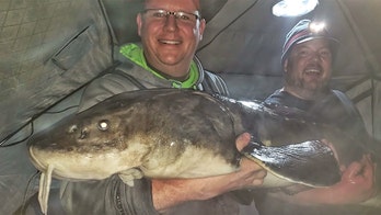 Fishermen catch 'monstrous' 78-inch sturgeon, make Minnesota history