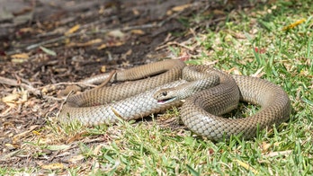 Deadly brown snake sticks head out of kitchen sink, terrifies woman: 'Oh my God, it's huge'