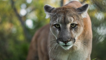 Colorado bill would ban mountain lion and bob cat hunting
