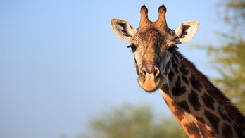 Giraffe dies from 'tragic accident' at Kansas City Zoo, officials say