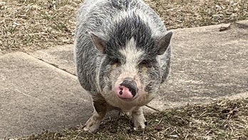 Ohio police officers lure pet pig back to owners with Oreos
