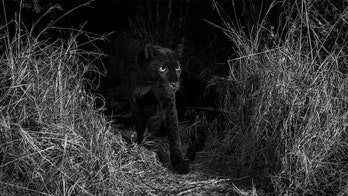 Rare black leopard spotted in Africa for first time in century: 'It's such a mythical thing'