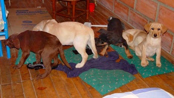 Colombian veterinarian who implanted heroin in puppies gets sentenced