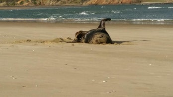 Working USB complete with picture and video found inside frozen seal poo, scientists search for owner