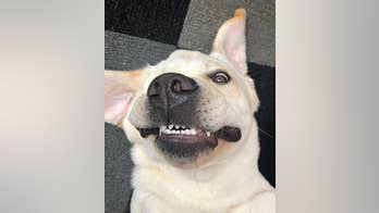 The Daily Spike: Tips for brushing your dog's teeth